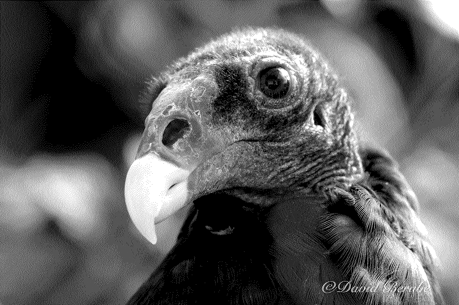 The vulture in one-bit Atkinson dithering.