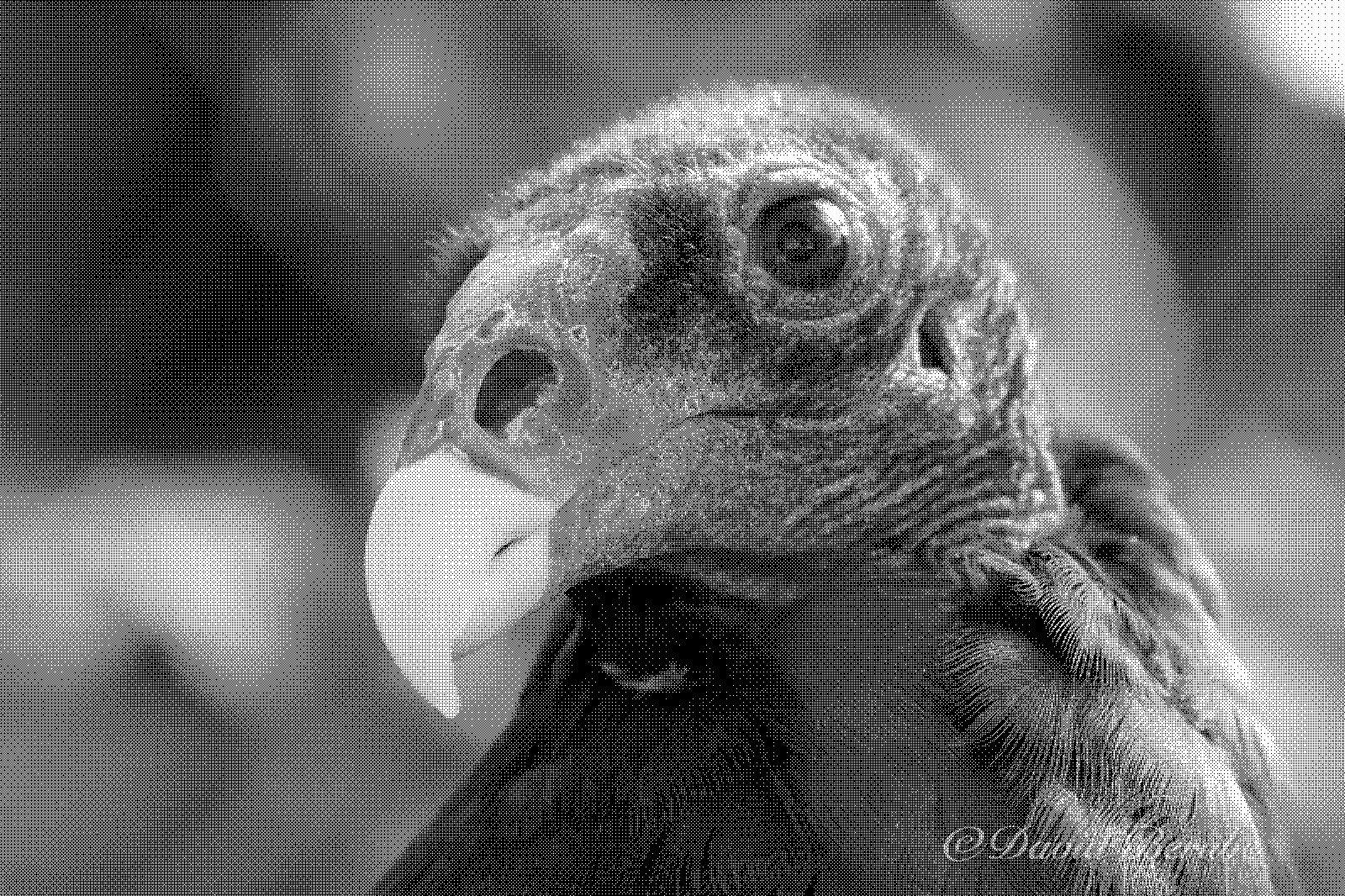 The vulture in one-bit Bayer ordered dithering.