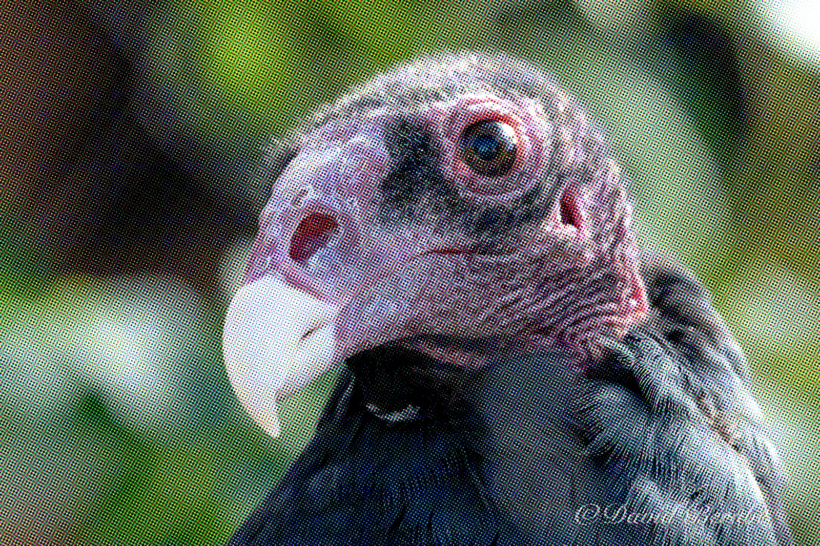 The vulture screened in separate red, green and blue dots.