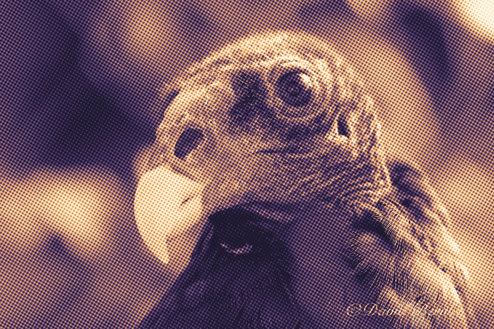 The vulture as soft plum and amber dots.